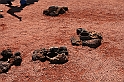 Kanary_2010 174